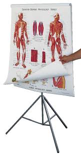 Denoyer Geppert Human Anatomy And Physiology Chart Series