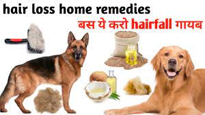 dog hair fall home remes stop dog
