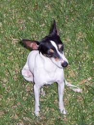 toy fox terrier breed information