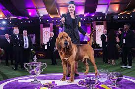 Westminster Dog Show 2022: Trumpet Is ...