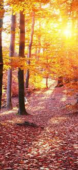 Ukraine, Carpathians, trees, autumn ...