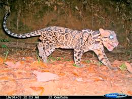 Denn ich bin soo high skilled wie flexible leopard susi on the top! Clouded Leopard An Overview Sciencedirect Topics