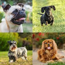 10 most por small dog breeds