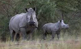 Image result for How Much Does A Rhino Cost In South Africa