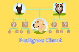 pedigree chart guide definition