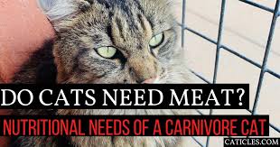 do cats need meat can obligate