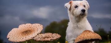 It was only later that animals and fungi separated, taxonomically speaking. Can Dogs Eat Mushrooms Read Before You Feed Purina