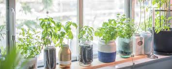 Growing Herbs Indoors Our Top Tips