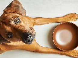 foods that can kill your dog