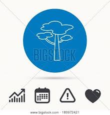 Pine Tree Icon Vector Photo Free Trial Bigstock