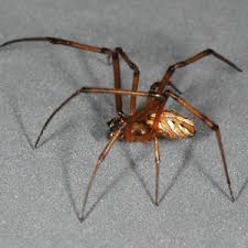 Do you know what a spider bite looks like? How To Identify Brown Widow Spiders Center For Invasive Species Research