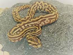 hybrid ball python traits morphpedia