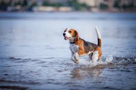 Resultado de imagen para imagenes de perros nadando