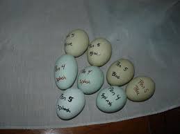 Ameraucana Eggs Difference In Color Backyard Chickens