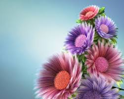 nature flowers wallpapers 4k hd