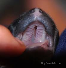 cleft palate puppies they are so