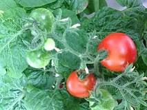 domates-nasıl-bir-bitkidir