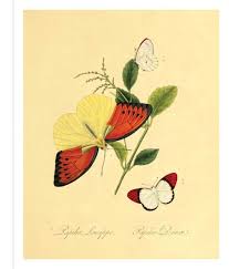 Instant Wall Art Erfly Botanical
