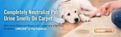 dog urine smells out of carpet uricide