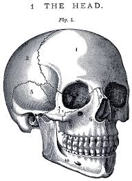This 8 pack is part of the vintage oddities series. 6 Skull Images Vintage Anatomy Clip Art Bones The Graphics Fairy