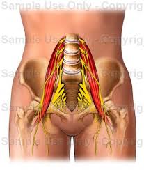 The nerves that carry messages to and from your legs come from your low back. Muscles And Nerves Of Lower Back Medical Illustration Human Anatomy Drawing Anatomy Illustration