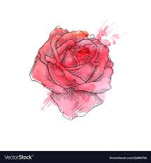 beautiful red rose hand drawn royalty