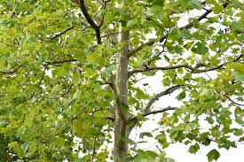 how to grow and care for a sycamore tree