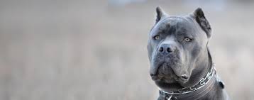 Blue Blood Cane Corso Dog Breed Facts And Information Wag Dog Walking