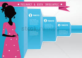 Maternity Stages Chart Vector Image 1959095 Stockunlimited