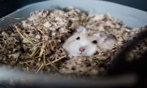 hamsters omlet blog uk