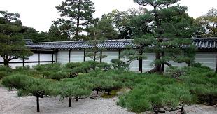 Pines In The Japanese Garden
