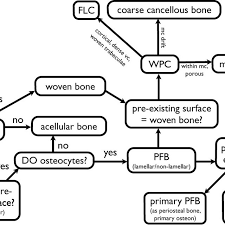 Flow Chart Indicating How To Classify And Subdivide Bone