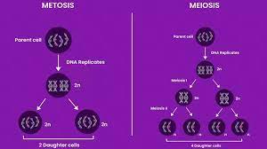 mitosieiosis explained how