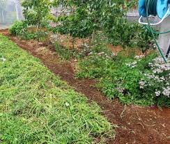 Mulched Paths Oh Yes Edible Backyard
