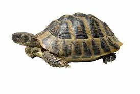 hermann s tortoise bedding substrate