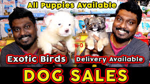 Latest companies in pet stores & supplies category in the united states. Dogs For Sales All Puppies Available Cash On Delivery Pet Shop In Chennai Video Shop Youtube