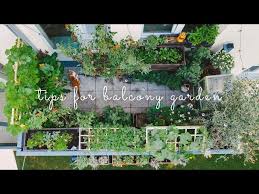 A Balcony Vegetable Garden