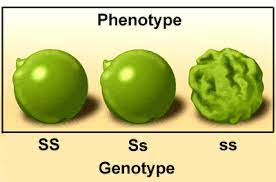 mendelian genetics flashcards quizlet