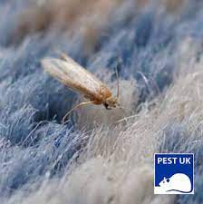moths beetles problems pest uk