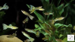 How Many Babies Do Guppies Have? (Complete Birth Cycle)