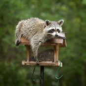 Most effective methods to get rid of raccoons in your yard from www.pinterest.com Getting Rid Of Raccoons Thriftyfun