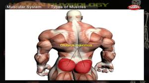 Is a tendon of the back of the leg, and the thickest in the human body. Muscular System How Human Body Works Human Body Parts And Functions Human Anatomy 3d Youtube