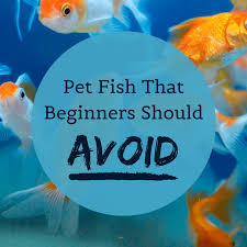 Maybe you would like to learn more about one of these? Fish To Avoid In Beginner Aquariums Difficult Species Pethelpful