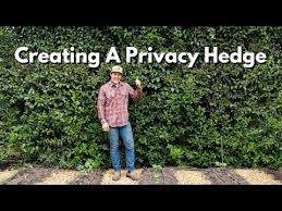 How To Create A Privacy Hedge