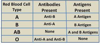 Blood Typing Abo Blood Groups And Rh Types Blood Type