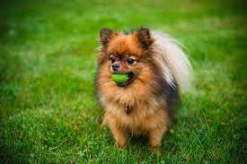 how to take care of a pomeranian