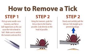 how to remove a tick east hill