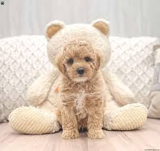 gus miniature poodle puppy