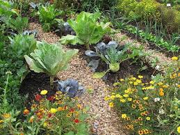 Vegetable Garden Ideas Forbes Home