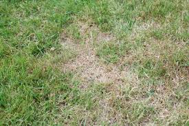 How To Identify Lawn Grubs Lawn Solutions Australia